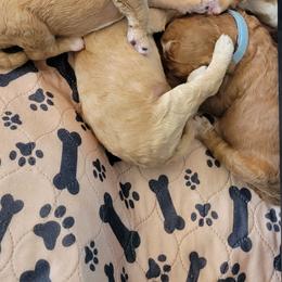French Bulldog and Goldendoodle Puppies from Good Vibes Puppies