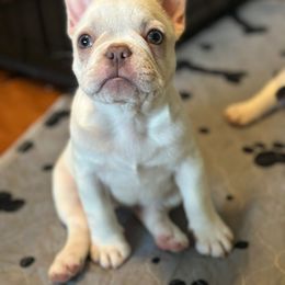 French Bulldog Puppies from McDaniel Farm and Fowl