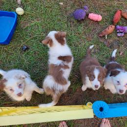 Border Collie Puppies from Oddity Kennels