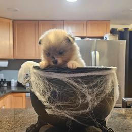 Spooky - Blue merle female Pomeranian puppy in West Sacramento, California from Northern Cali Pomskies