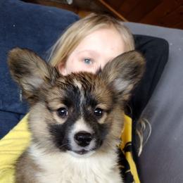 Fluffy, triple clear, OFA parents, ckc - Black and tan female American Corgi puppy in Harpursville, New York from Rex Farm Corgis
