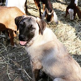 Anatolian Shepherd Dogs from Mountain Creek Anatolians