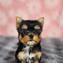 Pup 1 - Black and tan female Yorkshire Terrier puppy in Polk City, Florida from Yorkies by Casey
