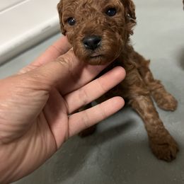 Cavapoo and Goldendoodle Puppies from Nana Oodles