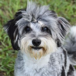 Camo - Bernedoodle