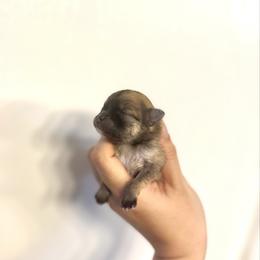 Peaches - Orange sable female Pomeranian puppy in Lillington, North Carolina from Dignified Poms