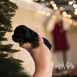 Oakley - Brown white and tan female Cockapoo puppy in 77304, Texas from Little Valley Puppies