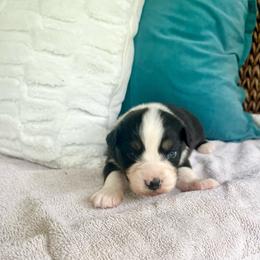 Lindt - Black tri-color male Australian Shepherd puppy in Kentland, Indiana from Pine Grove Aussies