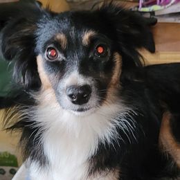 Puppy puppy - Toy Australian Shepherd