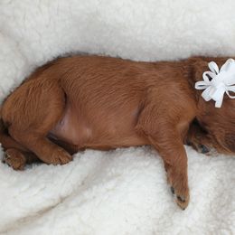 Goldendoodle Puppies from Rustic Road Doodles