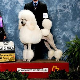 Gidget - Poodle