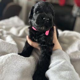 Bonnie - Black female Giant Schnauzer puppy in Noblesville, Indiana from Stratton House Kennels