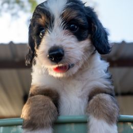 Bear - Black tri male Miniature American Shepherd puppy in Crowley, Texas from Nelson's Aussies and Aussiedoodles