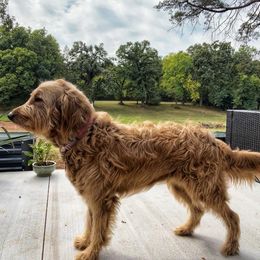 Poppy - Goldendoodle