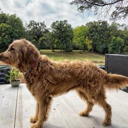 Poppy - Goldendoodle