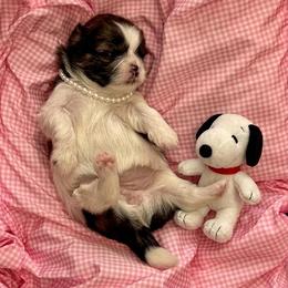 Lucy - Brindle and white female Shih Tzu puppy in Springboro, Ohio from Shih Tzus of Springboro LLC.