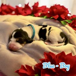 Blue Collar - Boy - Tri-colored male Treeing Walker Coonhound puppy in Lovelady, Texas from 3 Color’s Kennel Walker Division