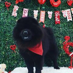 Chow Chow from Morocco Chows- Specializing in Smooth Coats