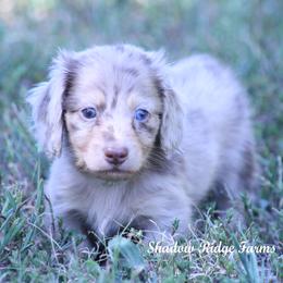 Gucci - Dapple male Dachshund puppy in Murray, Kentucky from Shadow Ridge Farms