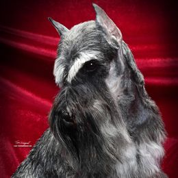 Morgan - Miniature Schnauzer