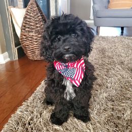 Cockapoo, Goldendoodle, and Maltipoo All Grown Up from Southern Belle Doodles