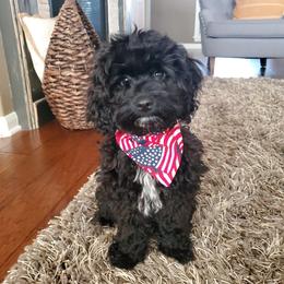 Cockapoo, Goldendoodle, and Maltipoo All Grown Up from Southern Belle Doodles