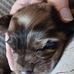 Danny - Cocker Spaniel puppy from Wethys Cocker Spaniels