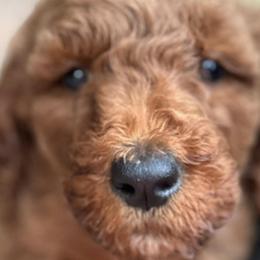 Poodles from Red Heads