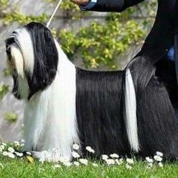 Bullet - Tibetan Terrier