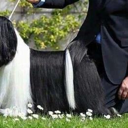 Bullet - Tibetan Terrier