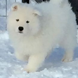 Samoyed Puppies from Falling cedar farm samoyeds