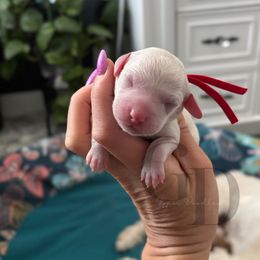 Girl 3 - Blenheim female Cavapoo puppy in Herriman, Utah from Gypsi Doodles & Poodles