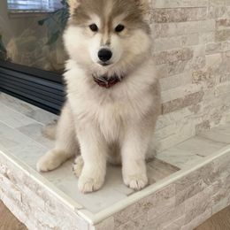 Siberian Husky Puppies from Hill Top Huskies