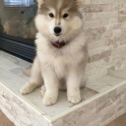Siberian Husky Puppies from Hill Top Huskies
