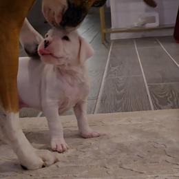 Boxer Puppies from Bayla Belle & Blossom's Boxers
