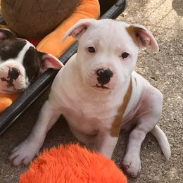 Staffordshire Bull Terrier Puppies from Rockstaff Staffords
