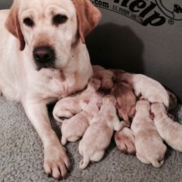 Labrador Retriever Puppies from Showtime Labradors
