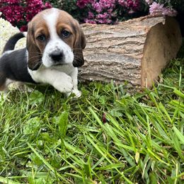 Basset Hound Puppies from Susan's Basset Hounds