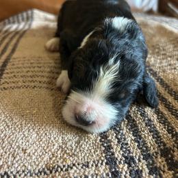 Titan - Tri-color male Bernedoodle puppy in Arabi, Georgia from Huckadoodle Farm
