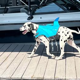 Dalmatian Puppies from RockADal Farm