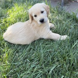 Boy - Gray - Golden male Golden Retriever puppy in Chico, California from Upper Park Goldens