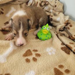 Bartholomew - Sable and white male Collie puppy in Mattoon, Illinois from Gold Leaf Collies