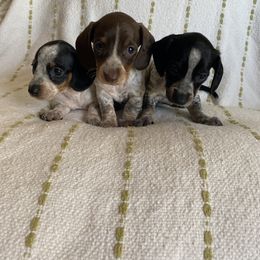 Dachshund Puppies from Destiny's Dachshunds