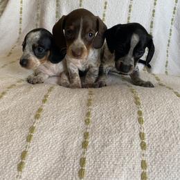 Dachshund Puppies from Destiny's Dachshunds