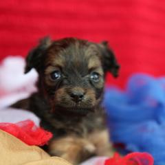 Sunny - Red sable female Russian Toy puppy in Horseshoe Bend, Idaho from Nesting Dolls