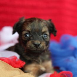 Sunny - Red sable female Russian Toy puppy in Horseshoe Bend, Idaho from Nesting Dolls