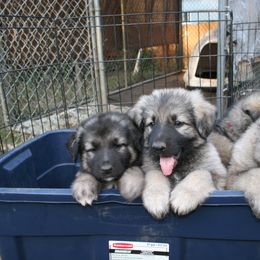 Shiloh Shepherd Puppies from Solace Shilohs