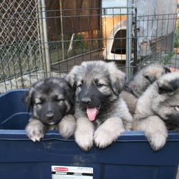 Shiloh Shepherd Puppies from Solace Shilohs