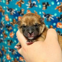 Tails - Red male Shiba Inu puppy in Marshall, Minnesota from Tobitatsu Shiba Inu