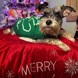 Penny - Miniature Schnauzer